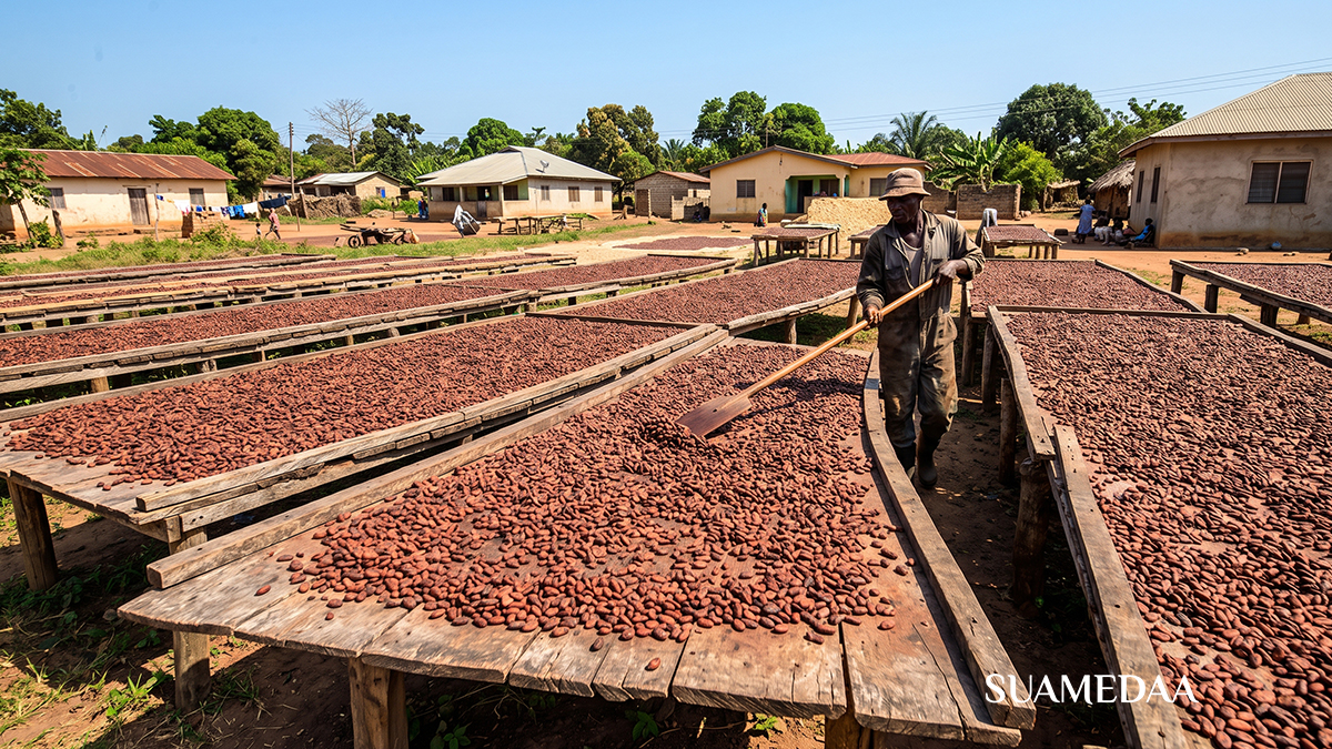 ghana-cocoa-bean